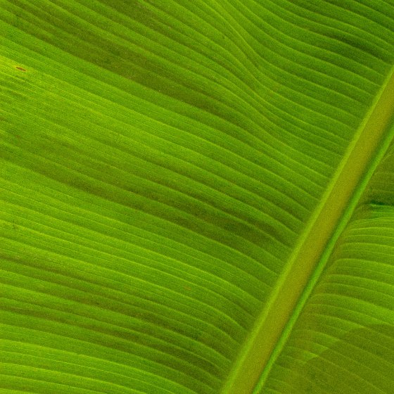 Palm leaf