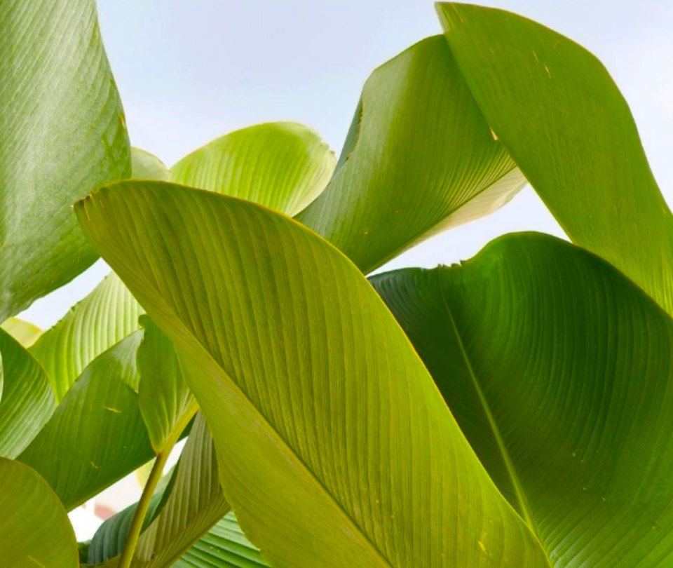 Palm leaves